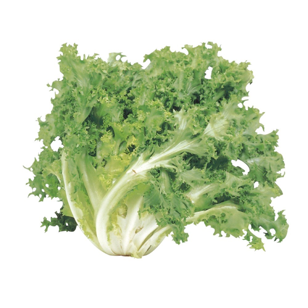 000121 CHICORY FRESH