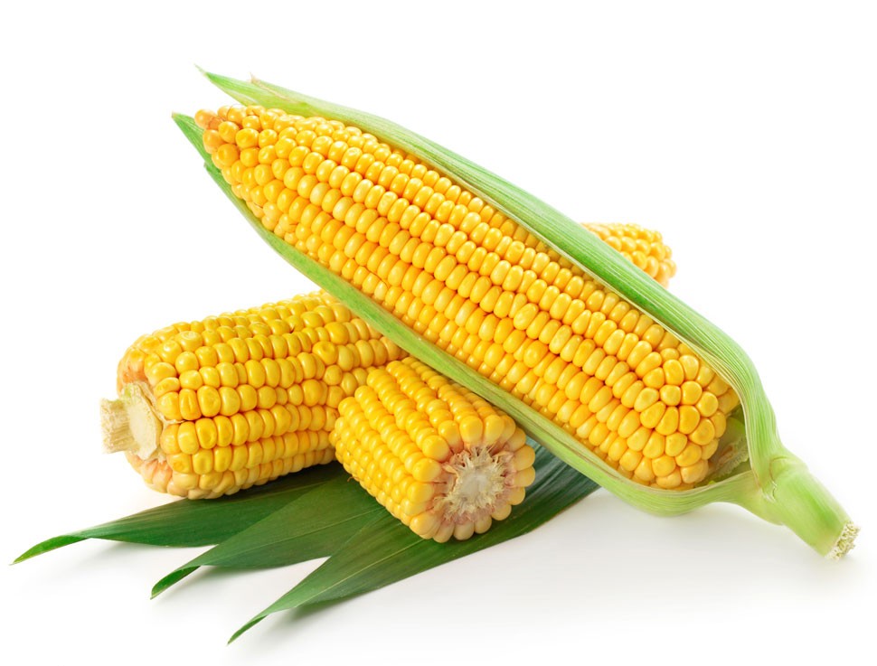 000123 CORN ON COB FRESH