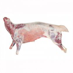 007405 MUTTON CARCASS EVE MK UNDER