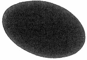 592286 DISC SANDING GRIT 36 7